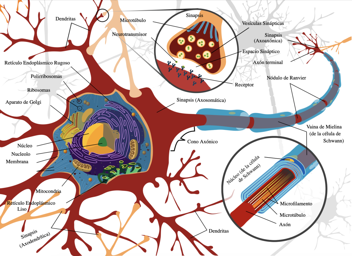 Las neuronas y neurotransmisores en el cerebro (TDAH) de LadyofHats.