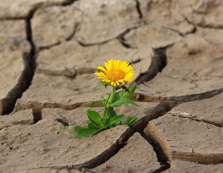 Flor solitaria brotando de tierra agrietada, simbolizando la fuerza interior y el potencial de florecer incluso en las circunstancias más difíciles, un reflejo de la capacidad inherente al merecimiento.