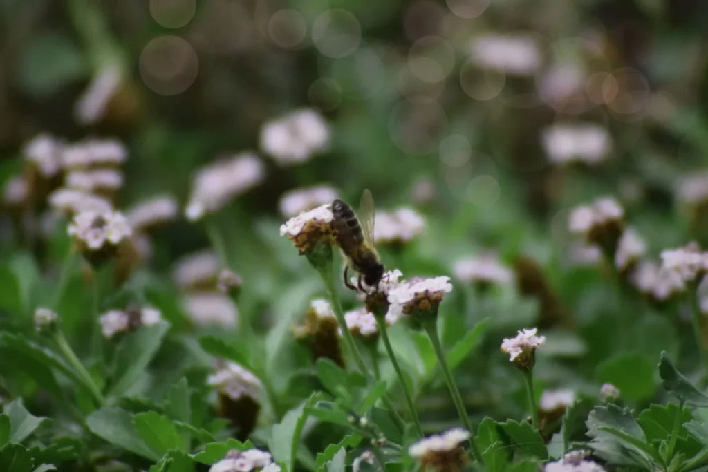 Lippia nodiflora una planta que adoran las abejas