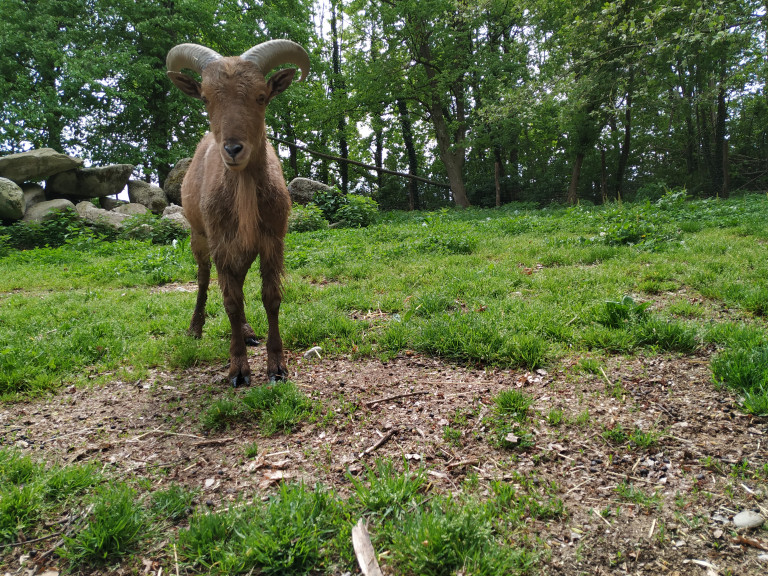 Chivo expiatorio, cabra