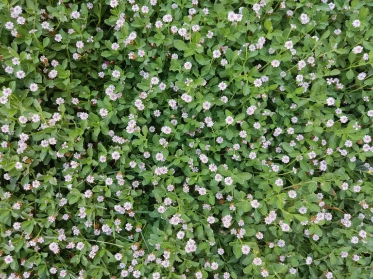 Sustituta del césped. Lipia nodiflora