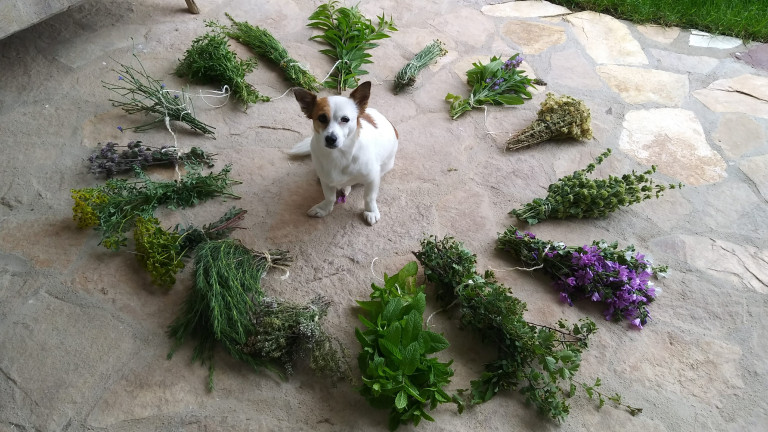 El tótem perro significa lealtad, amor incondicional y confianza.